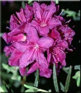 Image Rhododendron russatum 'Night Editor'