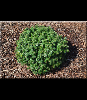 Image Abies koreana 'Cis'