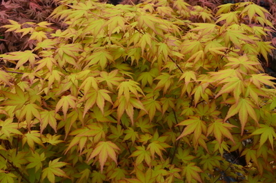 Image Acer palmatum 'Akane'