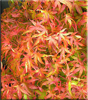 Image Acer palmatum 'Akita yatsubusa'