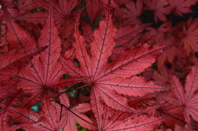 Image Acer palmatum 'Amagi shigure'
