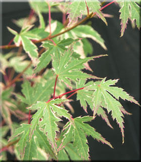 Image Acer palmatum 'Beni shichihenge'
