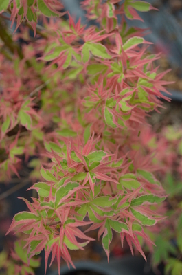 Image Acer palmatum 'Kagiri nishiki'