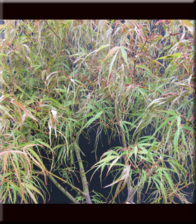 Image Acer palmatum 'Koto no ito'