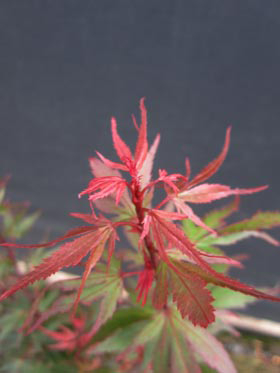 Image Acer palmatum 'Kuro hime'