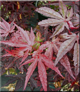 Image Acer palmatum 'Moonfire'