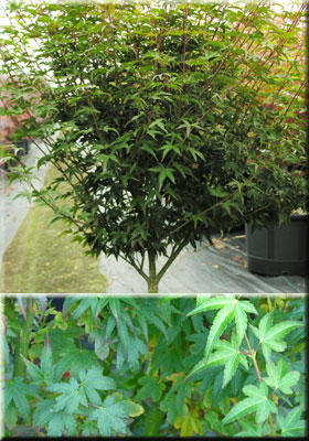 Image Acer palmatum 'Shishio hime'