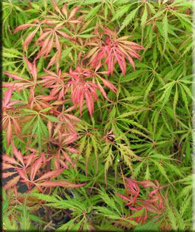Image Acer palmatum dissectum 'Spring Delight'