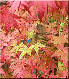 Image Acer palmatum 'Beni maiko'