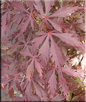 Image Acer palmatum 'Pixie'