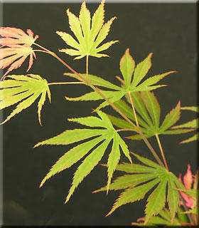 Image Acer shirasawanum 'Sensu'