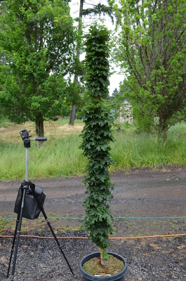 Image Acer platanoides 'Rezek'