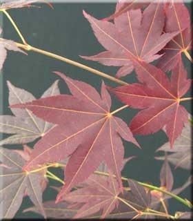 Image Acer palmatum 'Tsukushi gata'