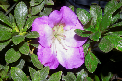 Azalea 'Aikoku'