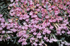 Image Andromeda polifolia