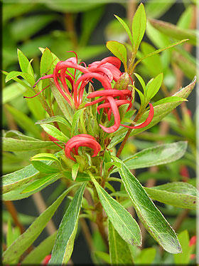 Image Azalea 'Kim no sai'