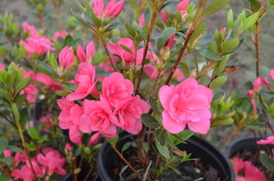 Image Azalea 'Twenty Grand'