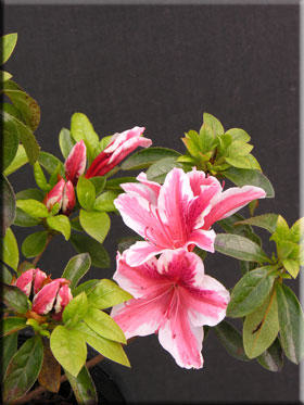 Image Azalea 'Ben Morrison'