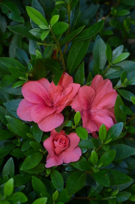 Azalea 'Beni Kirishima'