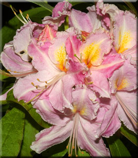 Image Azalea 'Tri-Lights'