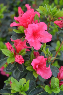 Image Azalea 'Girard's Chiara'