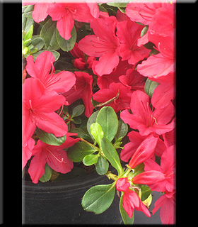 Image Azalea 'Hino Crimson'