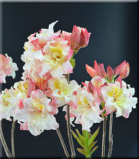 Image Azalea 'Jack Sands'