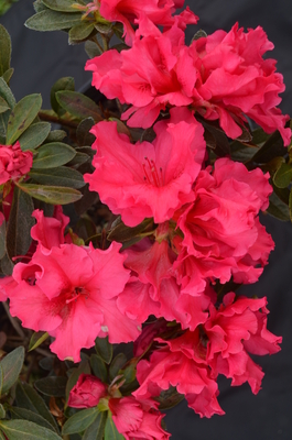 Image Azalea 'Red Wing'