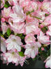 Image Azalea 'Roehr's Peggy Ann'