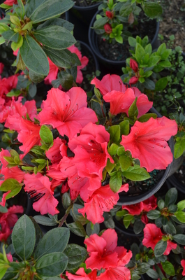 Image Azalea 'Vuyk's Scarlet'