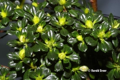 Image Azalea 'Hardy Gardenia'