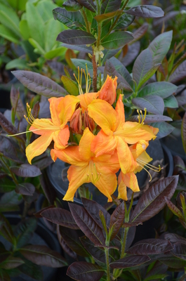 Image Azalea 'Klondyke'