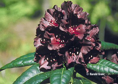 Image Rhododendron 'Black Widow'