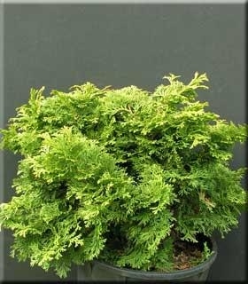 Image Chamaecyparis obtusa 'Repens'