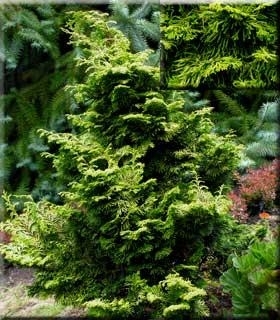 Image Chamaecyparis obtusa 'Verdoni'