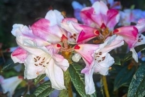 Image Rhododendron 'Coastal Spice'