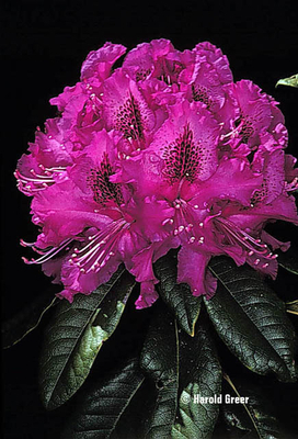Image Rhododendron 'Colonel Coen'