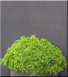 Image Cryptomeria japonica 'Tenzan yatsubusa'