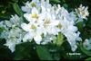 Image Rhododendron 'Cunningham's White'