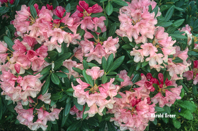 Image Rhododendron 'Cupcake'
