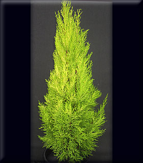 Image Cupressus macrocarpa 'Wilma Goldcrest'