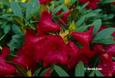 Image Rhododendron 'Elizabeth'