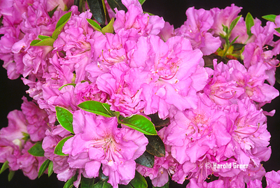 Image Azalea 'Elsie Lee'