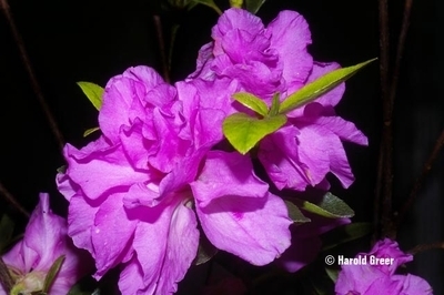 Image Azalea 'Elsie Lee' x 'Janet Rhea'