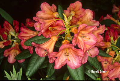 Image Rhododendron 'Fabia Tangerine'