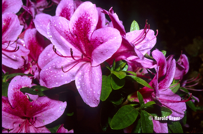 Azalea 'Gaiety'