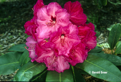 Image Rhododendron 'Gentle Giant'