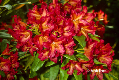 Image Rhododendron 'Golden Gate'