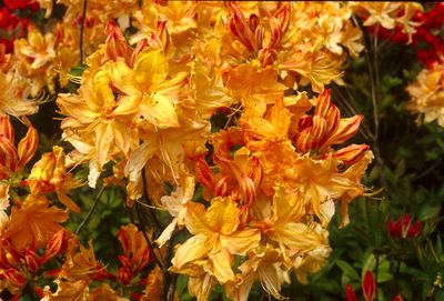 Image Azalea 'Golden Lights'