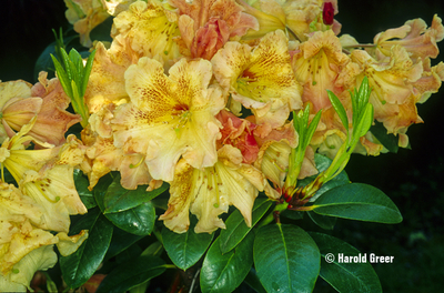 Image Rhododendron 'Goldfinger'